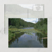 Carte Postale Fleur dans l'eau (Devant / Derrière)