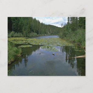 Carte Postale Fleur dans l'eau