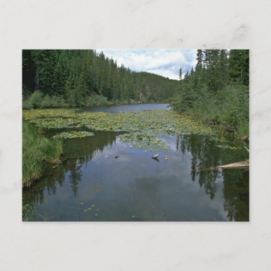 Carte Postale Fleur dans l'eau (Devant)