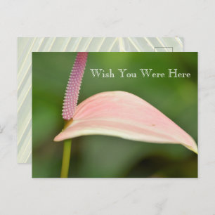 Carte Postale Fleur d'anthurium rose Kauai Hawaii