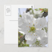 Carte Postale Fleur d'Apple (Devant / Derrière)