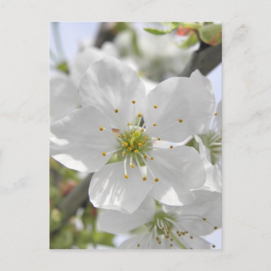 Carte Postale Fleur d'Apple (Devant)