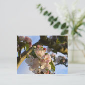Carte Postale Fleur d'Apple (Debout devant)