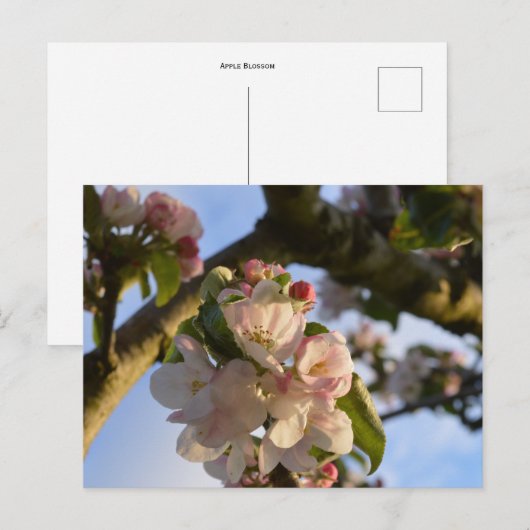 Carte Postale Fleur d'Apple (Devant / Derrière)