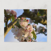 Carte Postale Fleur d'Apple (Devant)