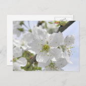 Carte Postale Fleur d'Apple (Devant / Derrière)