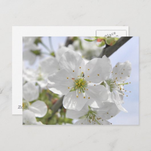 Carte Postale Fleur d'Apple (Devant / Derrière)