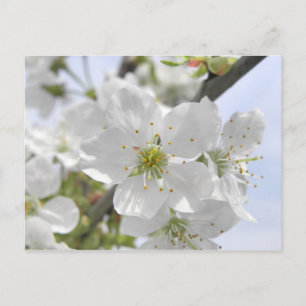 Carte Postale Fleur d'Apple