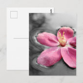 Carte Postale Fleur d'Apple (Devant / Derrière)