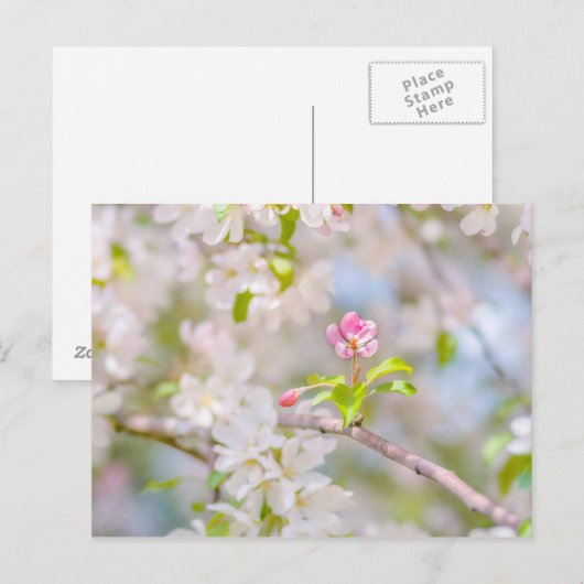 Carte Postale Fleur d'Apple - Beauté (Devant / Derrière)