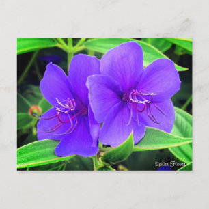 Carte Postale Fleur d'araignée [Carte postale]