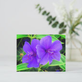 Carte Postale Fleur d'araignée [Carte postale] (Debout devant)