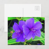 Carte Postale Fleur d'araignée [Carte postale] (Devant / Derrière)