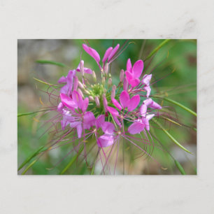Carte Postale Fleur d'araignée rose