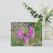 Carte Postale Fleur d'araignée rose (Debout devant)