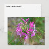 Carte Postale Fleur d'araignée rose (Devant / Derrière)
