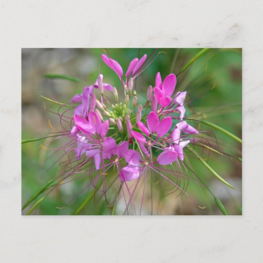 Carte Postale Fleur d'araignée rose (Devant)