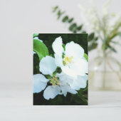 Carte Postale Fleur d'arbre (Debout devant)