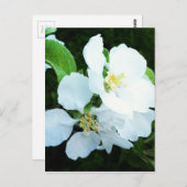 Carte Postale Fleur d'arbre (Devant / Derrière)