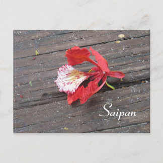 Carte Postale Fleur d'arbre de feu solitaire sur une promenade