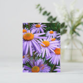 Carte Postale fleur d'Aster-Tongolensis (Debout devant)