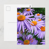Carte Postale fleur d'Aster-Tongolensis (Devant / Derrière)