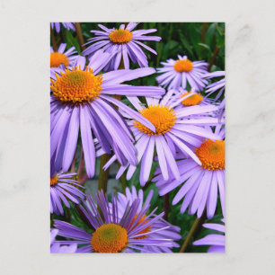 Carte Postale fleur d'Aster-Tongolensis
