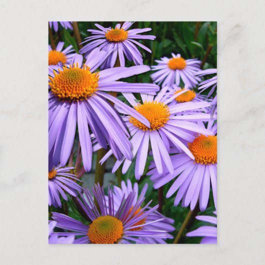 Carte Postale fleur d'Aster-Tongolensis (Devant)