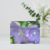 Carte postale Fleur de ballon (Debout devant)