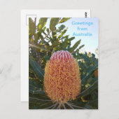 Carte Postale Fleur de Banskia Australie occidentale (Devant / Derrière)