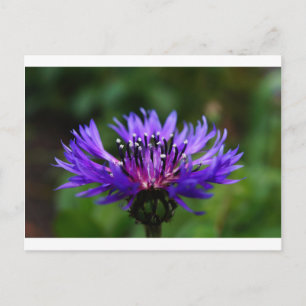 Carte Postale Fleur de Bleuet Fleurit Paix Amour Destinée
