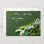 Carte Postale Fleur de bois de chien blanc (Devant / Derrière)