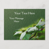 Carte Postale Fleur de bois de chien blanc (Devant)