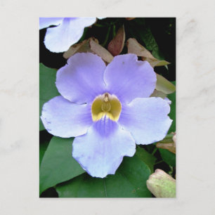 Carte Postale Fleur de bord de route, Placencia, Belize