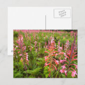 Carte Postale Fleur de Bugle Lily (Watsonia), Cap-Oriental (Devant / Derrière)