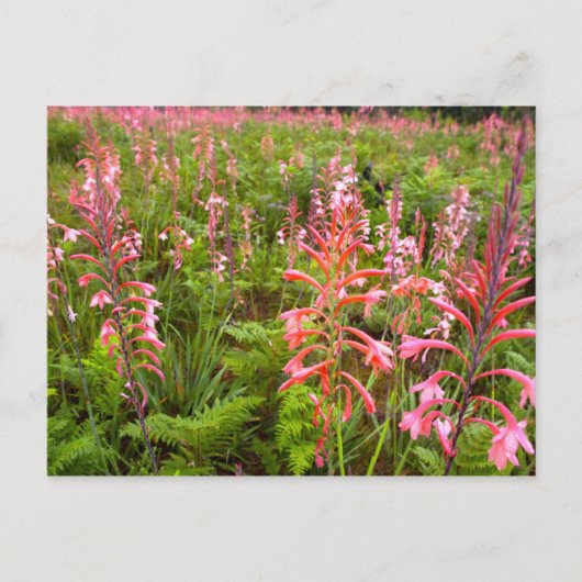 Carte Postale Fleur de Bugle Lily (Watsonia), Cap-Oriental (Devant)