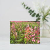 Carte Postale Fleur de Bugle Lily (Watsonia), Cap-Oriental (Debout devant)