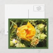 Carte Postale Fleur de cactus à poires (Devant / Derrière)