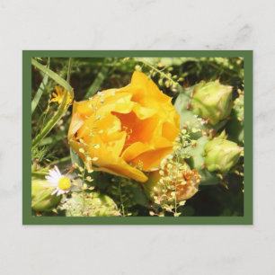 Carte Postale Fleur de cactus à poires