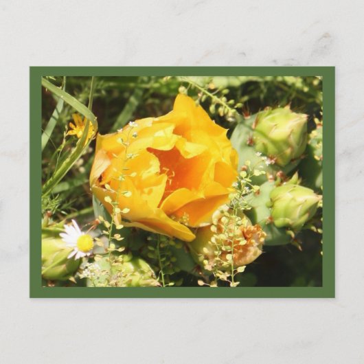 Carte Postale Fleur de cactus à poires (Devant)