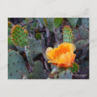 Fleur de cactus à poires orange