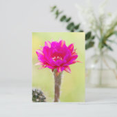 Carte Postale Fleur de cactus d'antimatière (Debout devant)