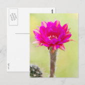 Carte Postale Fleur de cactus d'antimatière (Devant / Derrière)