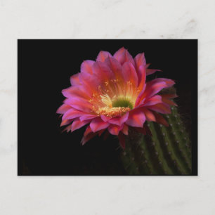 Carte Postale Fleur de Cactus enchanter