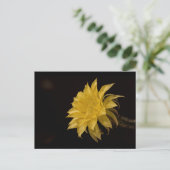 Carte Postale Fleur de cactus jaune en fleurs (Debout devant)