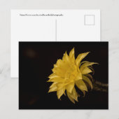 Carte Postale Fleur de cactus jaune en fleurs (Devant / Derrière)