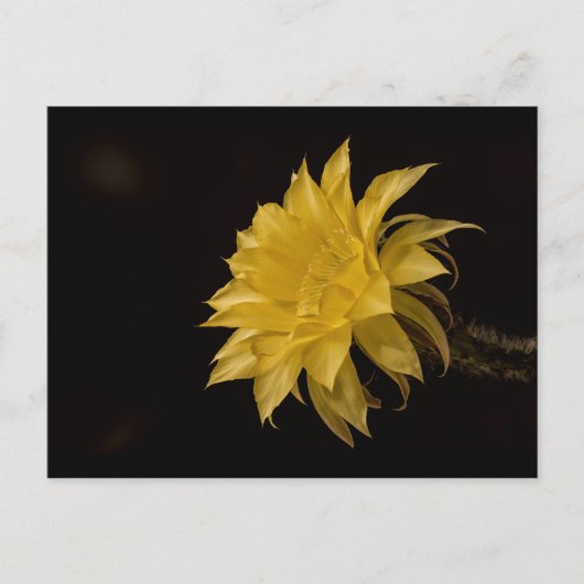 Carte Postale Fleur de cactus jaune en fleurs (Devant)