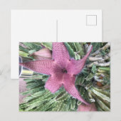 Carte Postale Fleur de cactus pourpre (Devant / Derrière)