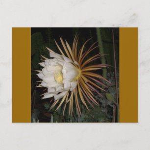 Carte Postale Fleur de cactus Reine de la Nuit