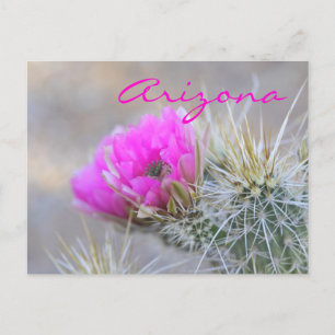 Carte Postale fleur de cactus rose, Arizona